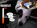 Save Rocky's Leg fundraiser day 3