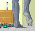 Shark paws