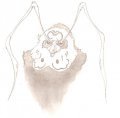 [F]Kaepora Gaebora[A] 