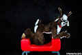 Ayi the deer by Jimmer