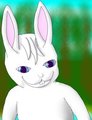 White Bunny Kit