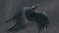 Soaring - By DSW7