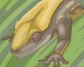 Gecko Stream Practice