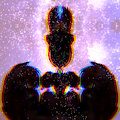 One Thousand Souls