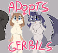 *ADOPTABLES*_Gerbil gals