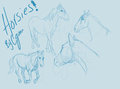 Horsies!