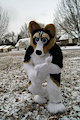 Corgi Snow Day 2