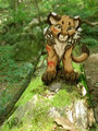 Roki by TadCooga