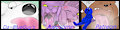 Patreon Page of vore stuff by DaBlueGuy