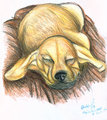 golden puppy by pladywolf