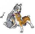 puppies play