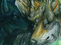 together we traverl by pladywolf