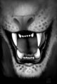 Bite