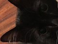 Mittens upclose