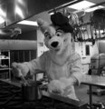 Furries in the Kitchen by CamaroShepherd