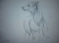 Wolf sketch back