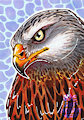 ACEO for Woodswallow (dA)