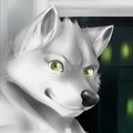City Husky by kitaness