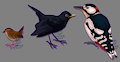 Patreon birds by wolfgryph