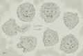 The Mane Seven
