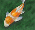 Koi Pond