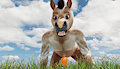 Orange in the Grass
