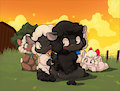Shearing sheep