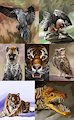 daily studies - week 13 of 2018 by Zyonji
