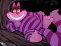 [C] Chesire cat shows off his paws