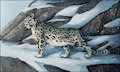 Snow Leopard
