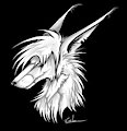 Blank Zmaj headshot