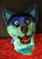 Blue Fox/wolf hybrid