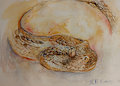 Bitis arietans