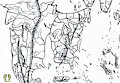 Map of Vineland ILA