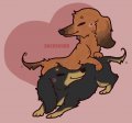 Dachshund~ 