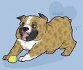 bulldogz 