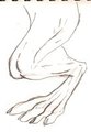 foot