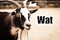 If goats could talk by Capfrobok