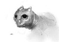 Little Dragon by lion21