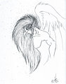 Feathers