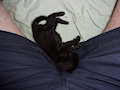 New Kitten #3