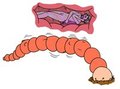 Of Moldworms and Mogs