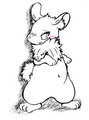 image of ferret