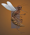 Final: Mosquito tf by StoneHeron