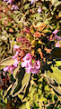 Greek Sage by Yilares
