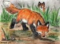 Cute fox ACEO by rahball
