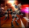 Jingo the Crux and Night Lights