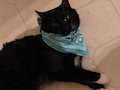 This is my family cat by Pikaboy58