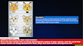 [BREAKING NEWS] LucaFoxYiff.TV opens! by LouLouKeller