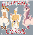 *ADOPTABLES*_Corgi gals